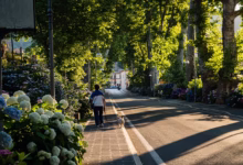 street, walk, dog, person, green, fire path, bolsena city, italy, fresh, animal, natural, pet, bolsena tourism