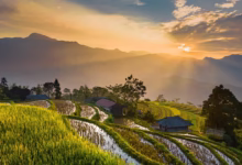 field, nature, sunlight