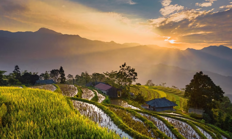 field, nature, sunlight