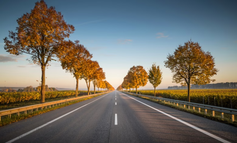 long straight road with trees on the side
