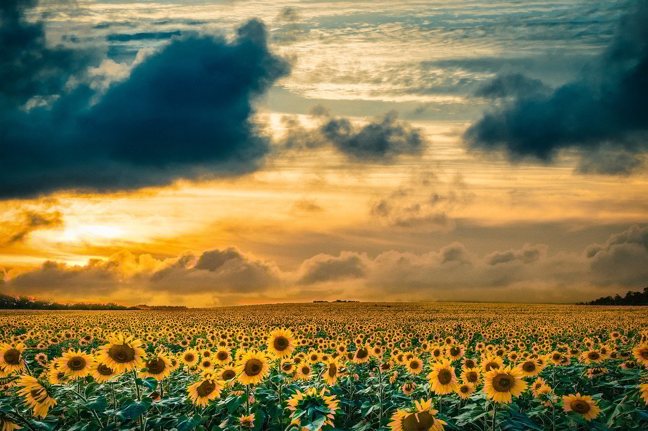landscape, field, sunset, sky, clouds, sun, cloudy sky, sunflowers, yellow, nature, summer, agriculture, countryside, horizon, amazing view, natural scenery, cultural landscape, beauty, tranquility, peaceful