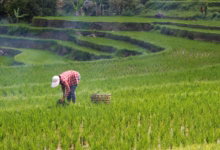 person planting rice on field during daytime