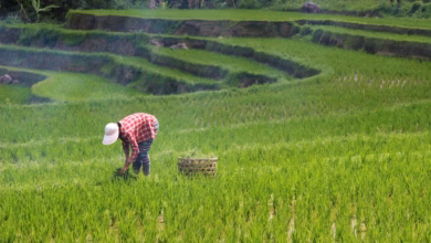 person planting rice on field during daytime
