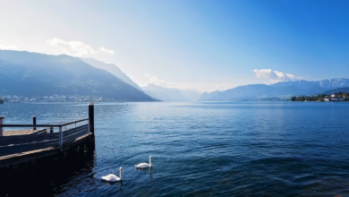 Serene morning by a tranquil lake with swans, surrounded by mountains and a clear blue sky.