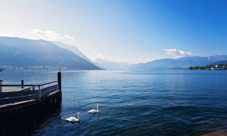 Serene morning by a tranquil lake with swans, surrounded by mountains and a clear blue sky.