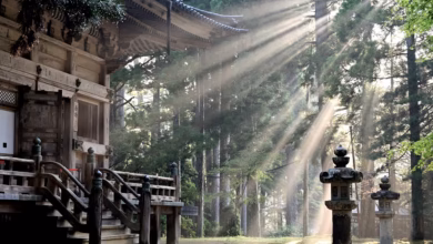 sun rays, forest, koyasan temple, nature, fog, sun beams, trees, japan