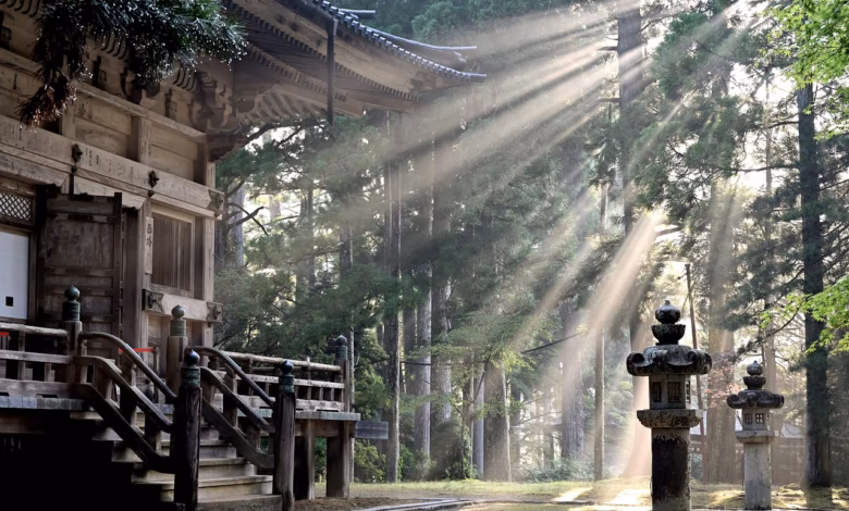 sun rays, forest, koyasan temple, nature, fog, sun beams, trees, japan