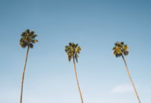 three palm trees