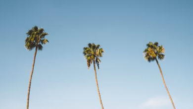 three palm trees