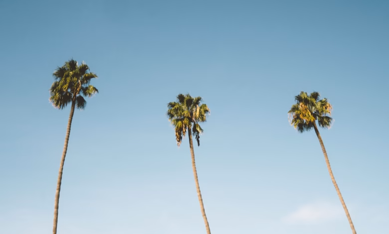 three palm trees