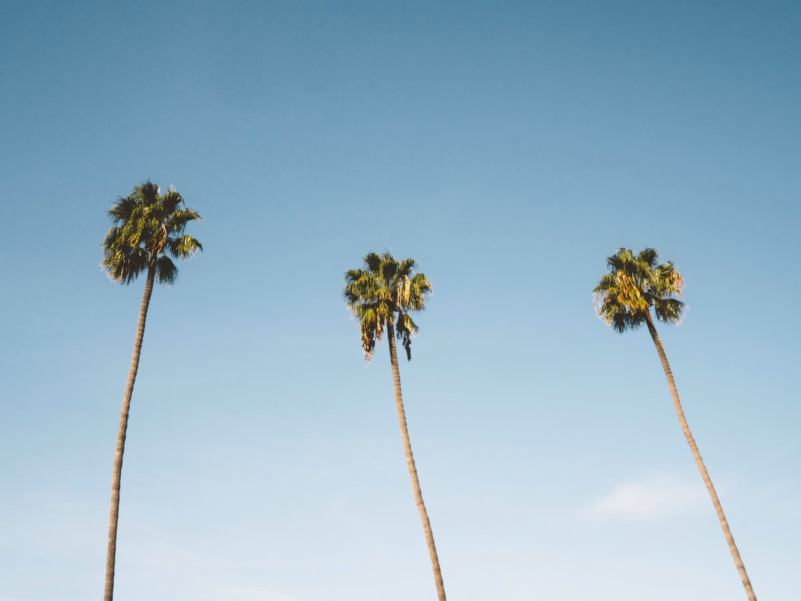 three palm trees
