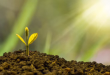 investment, concept, business, finance, growth, plant, money, wealth, grow, green, coin, success, tree, financial, cash, currency, profit, leaf, growing, nature, banking, economy, bank, investment, business, business, growth, growth, growth, growth, growth, plant, plant, money, money, grow, success, success, success, tree