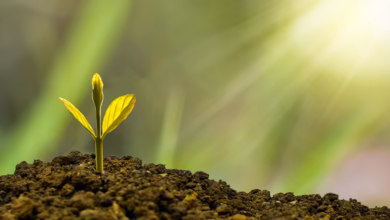 investment, concept, business, finance, growth, plant, money, wealth, grow, green, coin, success, tree, financial, cash, currency, profit, leaf, growing, nature, banking, economy, bank, investment, business, business, growth, growth, growth, growth, growth, plant, plant, money, money, grow, success, success, success, tree