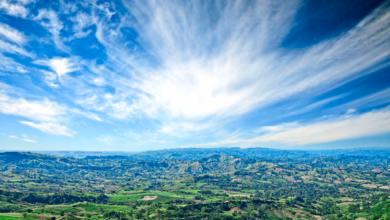 green trees under blue sky during daytime