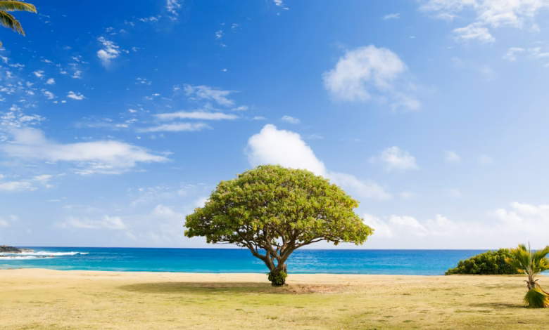 green leaf tree on shore