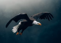 black and white eagle flying
