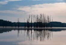 Bare trees reflected in calm water at dawn