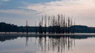 Bare trees reflected in calm water at dawn