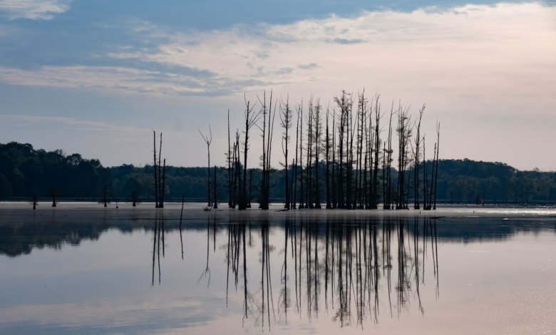 Bare trees reflected in calm water at dawn
