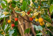 a bunch of berries are growing on a tree