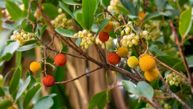a bunch of berries are growing on a tree