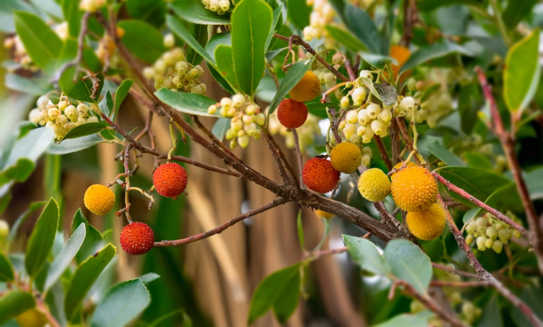 a bunch of berries are growing on a tree