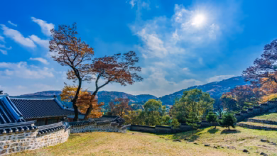 Capture the essence of autumn with vibrant fall foliage at Namhansanseong Fortress in Gwangju, South Korea.