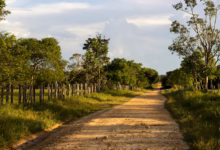 green grass filed and trees