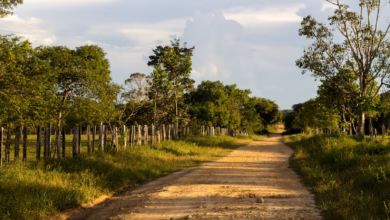 green grass filed and trees