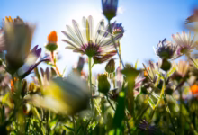 shallow focus photography of assorted flowers