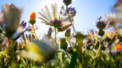 shallow focus photography of assorted flowers