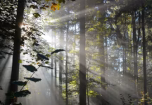 sunlight reflecting on trees in the forest