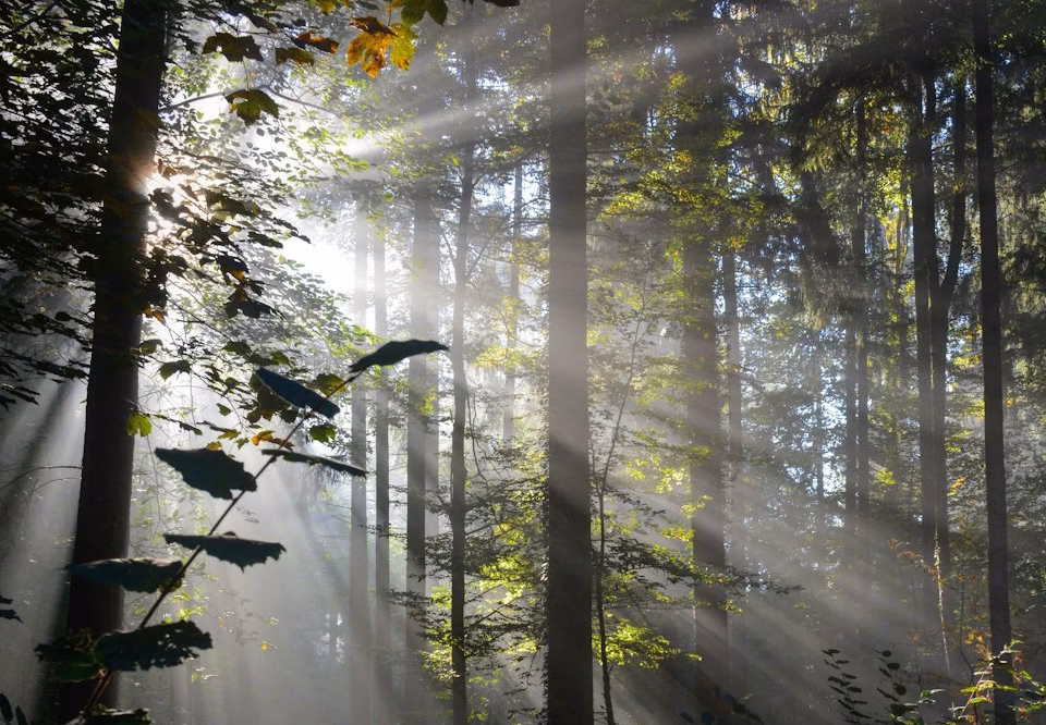 sunlight reflecting on trees in the forest