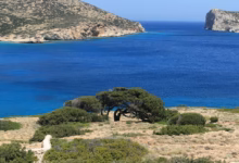 Vibrant blue sea, rugged coastline, and a solitary gnarled tree