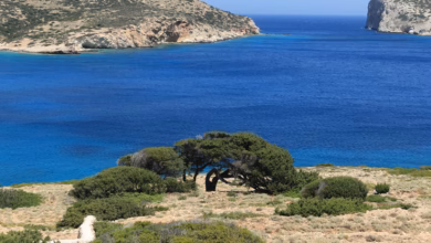 Vibrant blue sea, rugged coastline, and a solitary gnarled tree