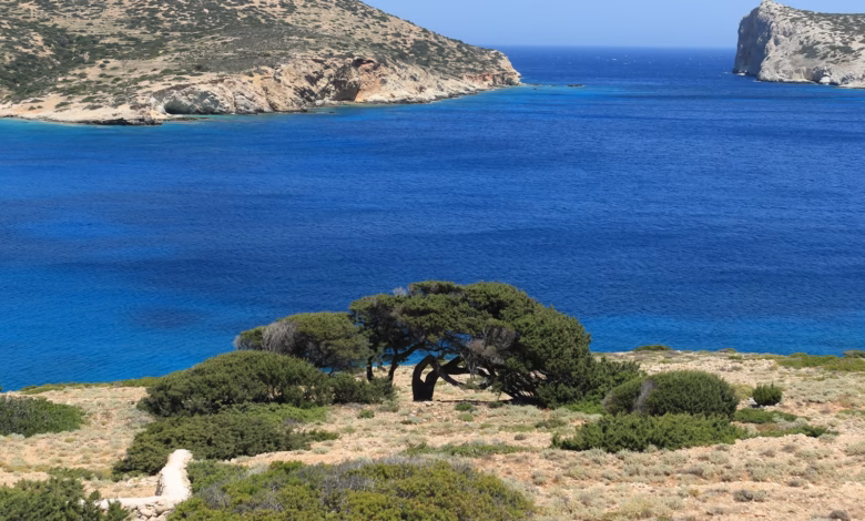 Vibrant blue sea, rugged coastline, and a solitary gnarled tree