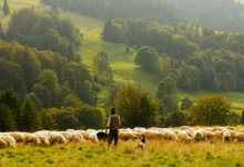 man standing in front of group of lamb