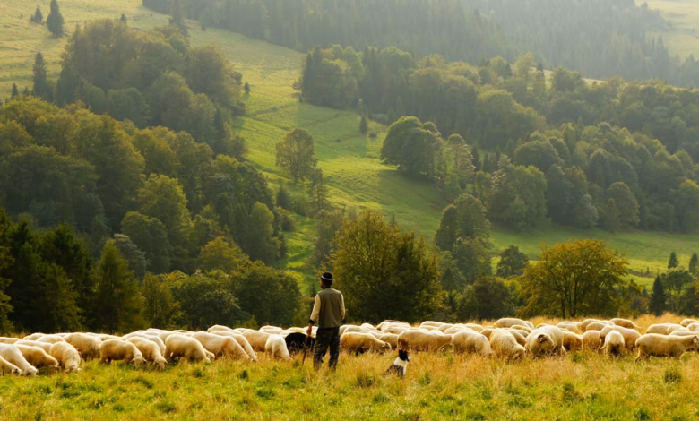 man standing in front of group of lamb