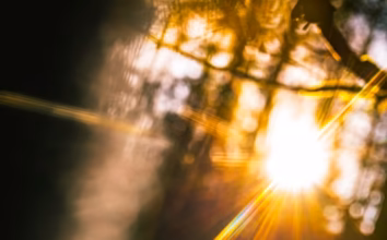 sun flare through tree branches